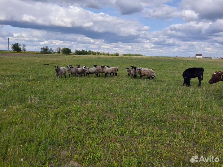 Бараны, овцы, ягнята Романовской породы