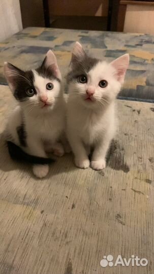 Кошка в дар