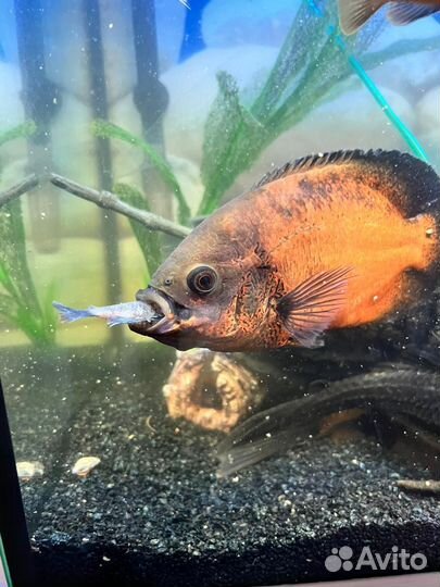 Рыба астронотус