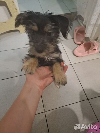 Ёкширский терьер