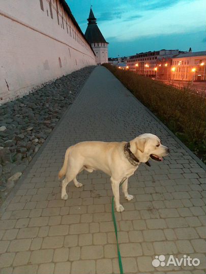 Лабрадор вязка