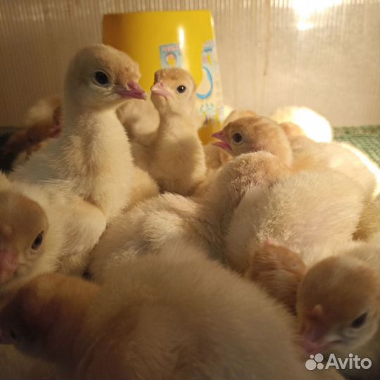 Редбро, индюк Биг-6