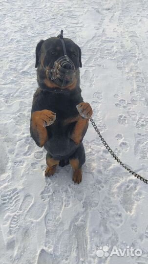 Собака вязка