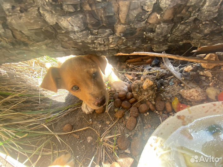 Щенки 2 месяца