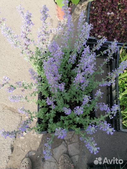 Торф,чернозем классный,навоз крс,доставка,1/15м3