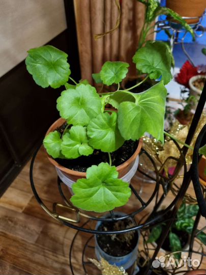 Герань фикус пеларгония