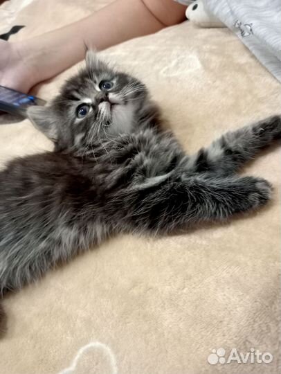 Шотландский вислоухий