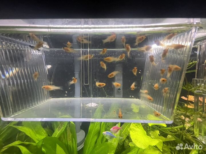 Моллинезии, меченосцы, гуппи