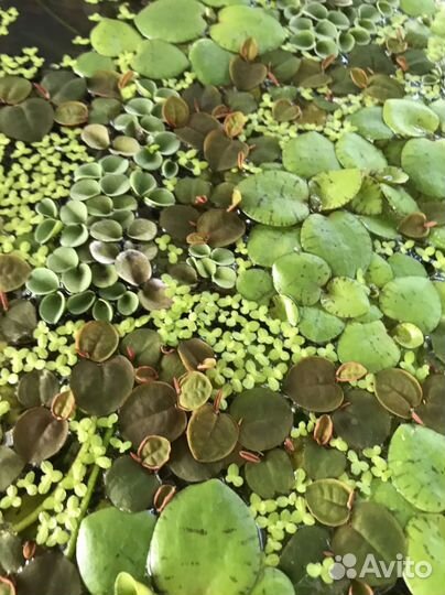 Филлантус и другие растения