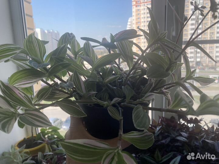 Традесканция