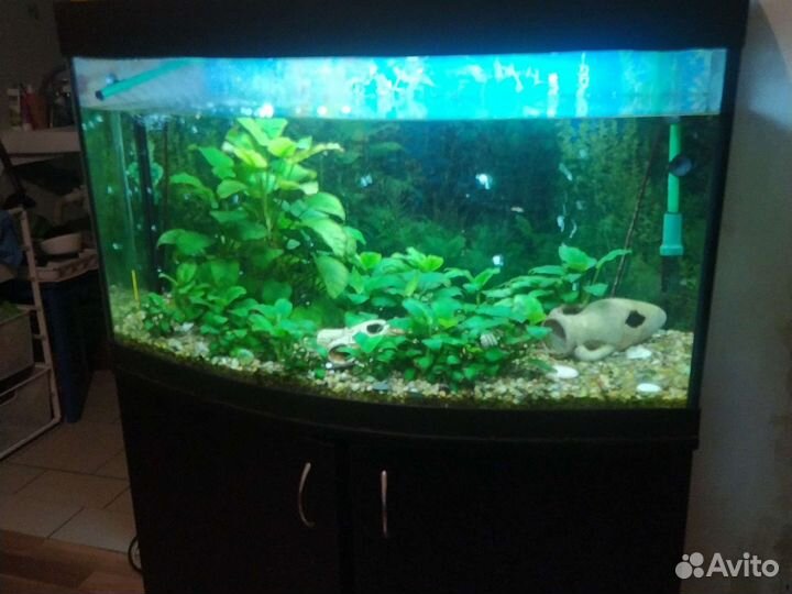 Аквариум в сбооре