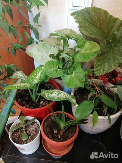 Комнатные растения одним лотом 12 штук