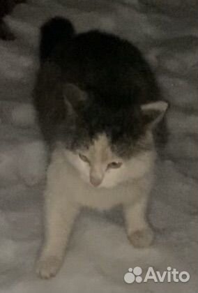 Пристраивается котик