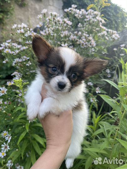 Папийон щенки