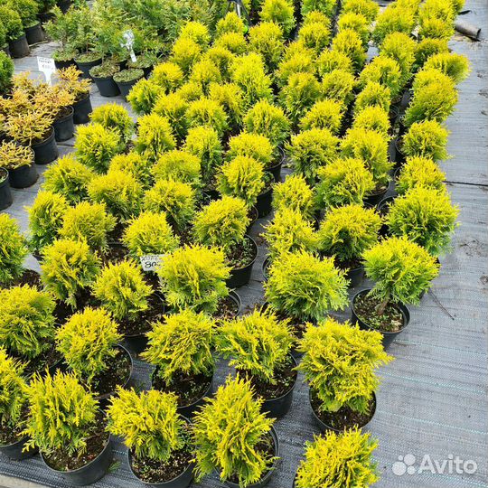 Хвойные растения, Туя, Ель, Сосна, Можжевельник