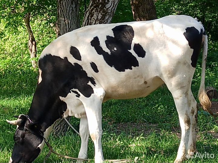 Телки стельные