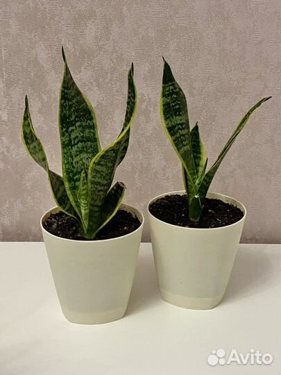 Цветок Сансевиерия