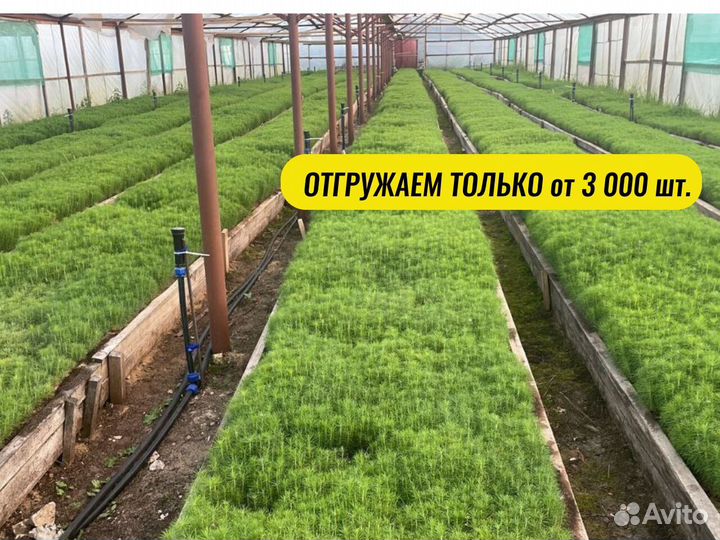 Саженцы ели окс от производителя