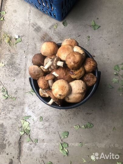 Грибы благородные