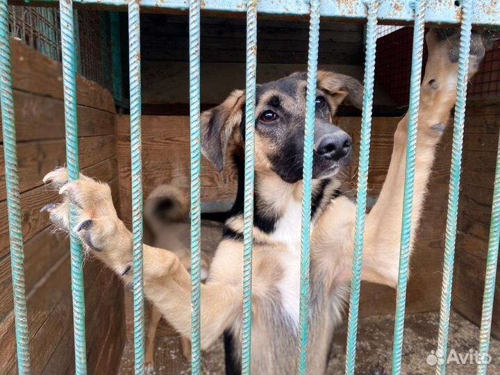 Щенок из приюта учится быть счастливым ищет дом