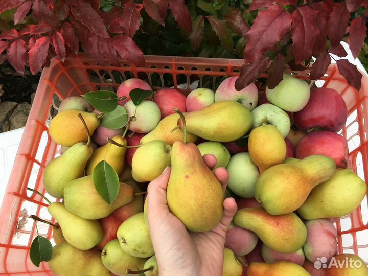 Яблоки и груши