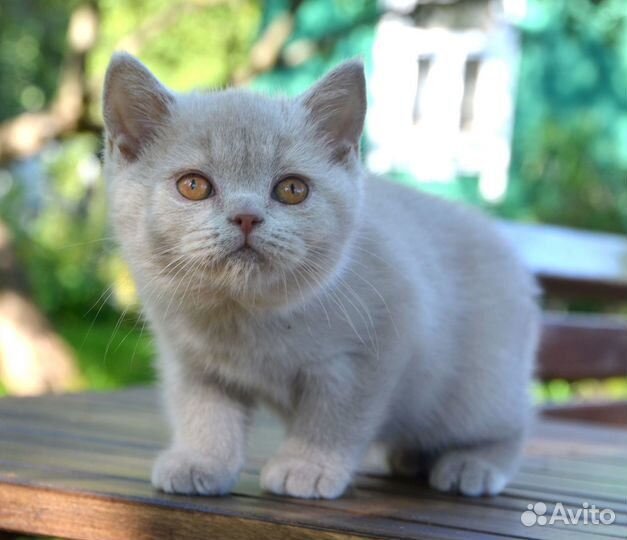 Британский котенок, девочка