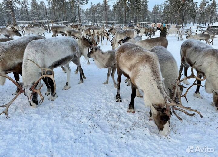 Северные олени