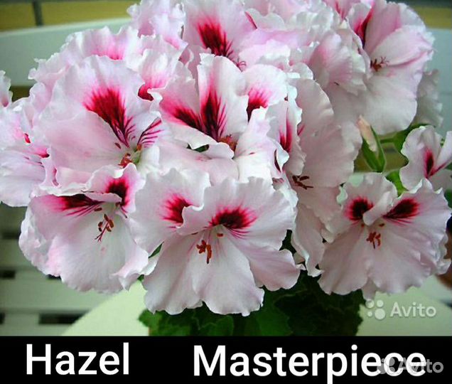 Пеларгония герань