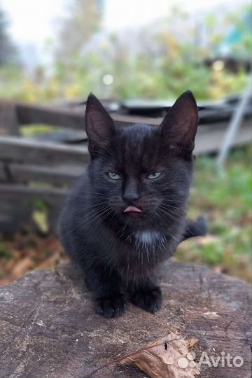 Котята в добрые руки бесплатно