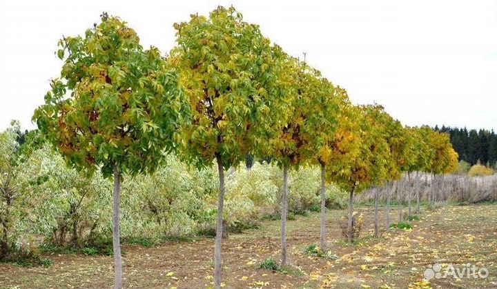 Ясень Обыкновенный