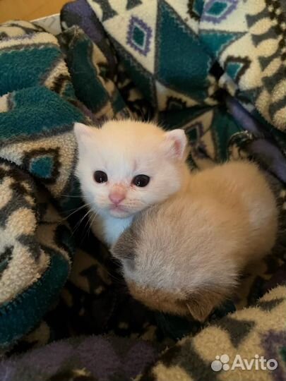 Маленькие котята мальчик и девочка