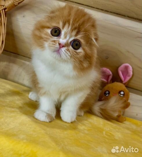 Шотландская