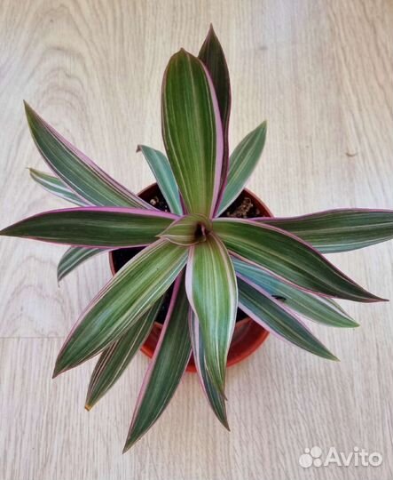 Традесканция Рео пестролистный комнатное растение