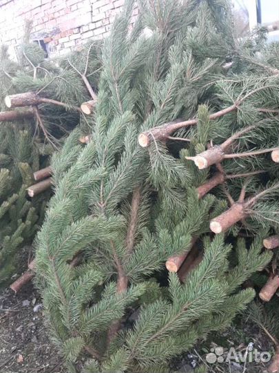 Сосна оптом