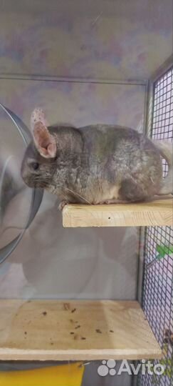 Шиншилла предзаказ