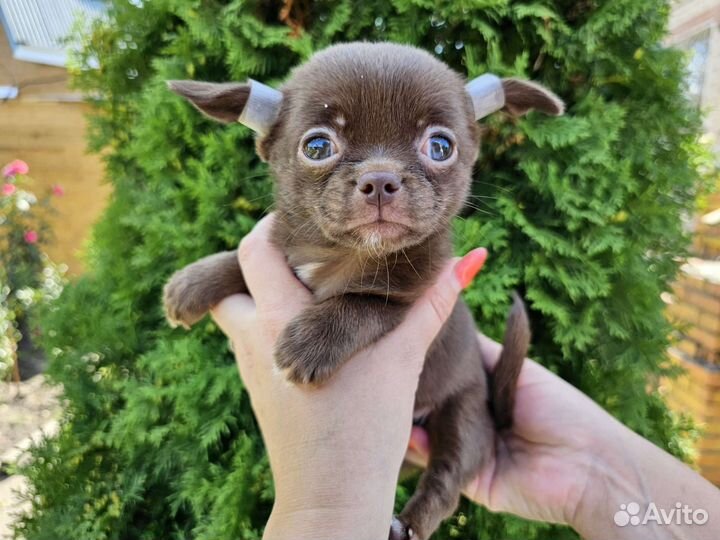 Щенок чихуахуа мини шоколад