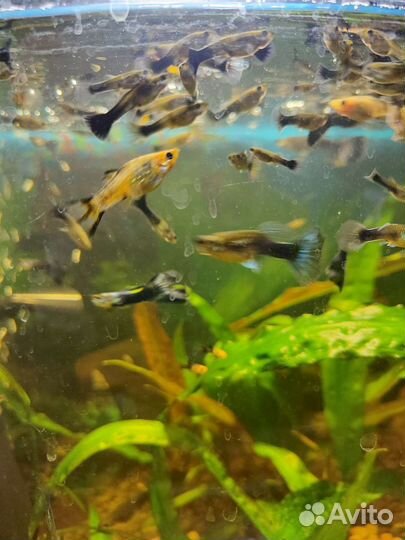 Мальки Гуппи