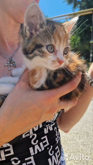 Котята в добрые руки бесплатно