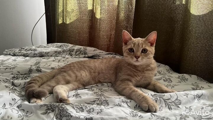 Шотландский кот
