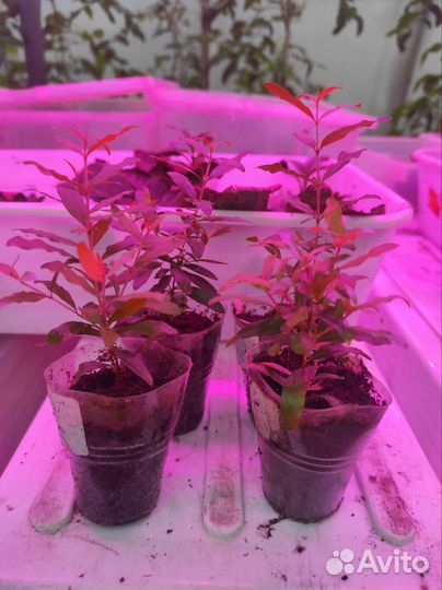 Гранат комнатный