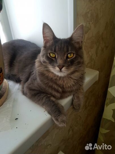 Котик ищет дом и семью