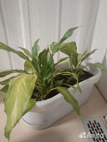 Спатифиллум, аглаонема, каланхоэ и многое другое