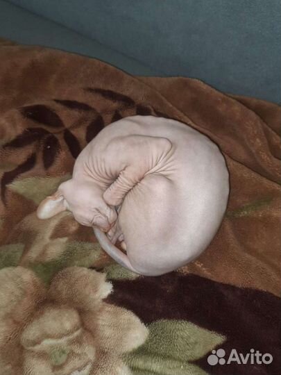 Кот на вязку сфинкс