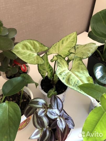 Фикус, Сингониум, Сциндапсус, Пеперомия