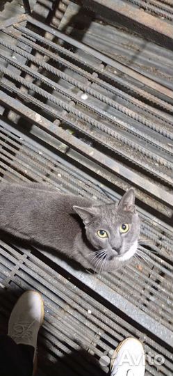 Британский котик