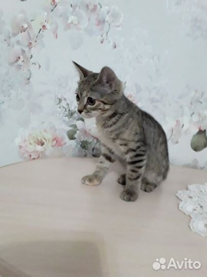 Котёнок девочка