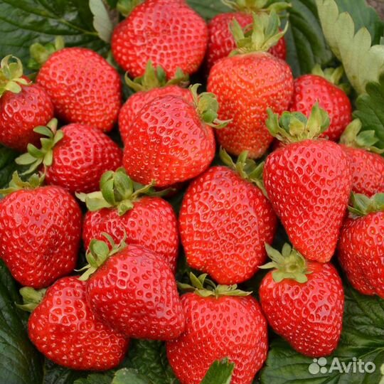 Клубника Сан андреас