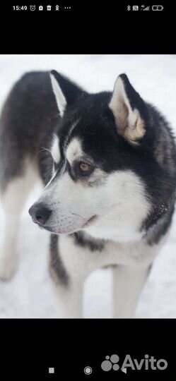 Аляскинский маламут