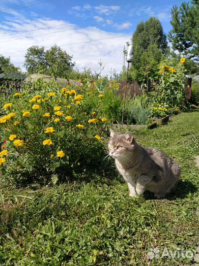 Услуги котоняни (выезд, присмотр)