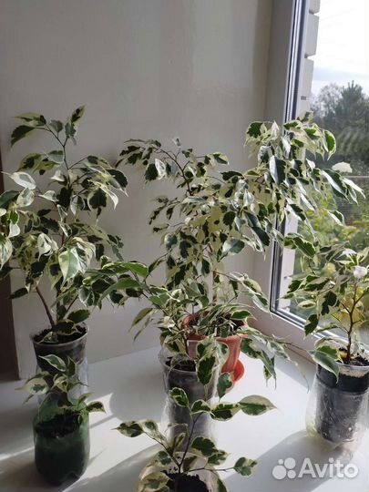 Фикус бенджамина белый